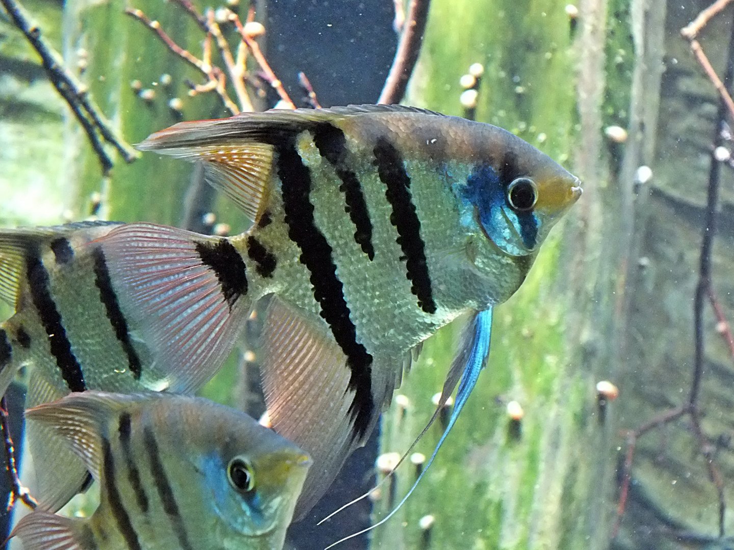 Teardrop angelfish