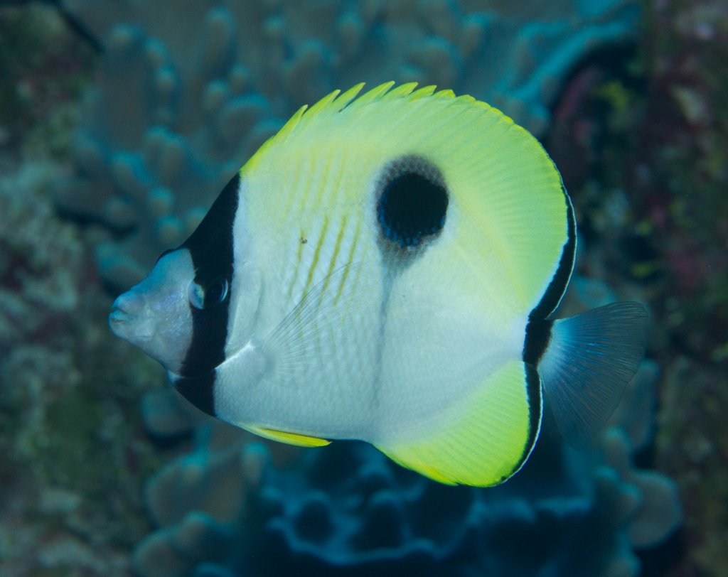 Teardrop Butterflyfish (Chaetodon unimaculatus)