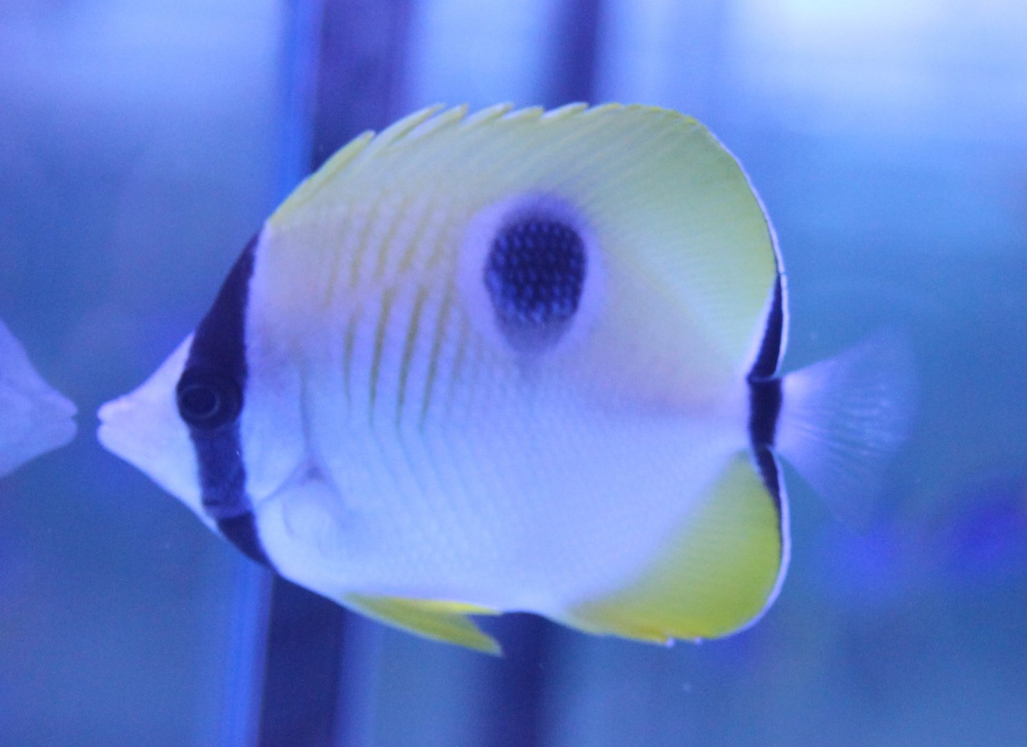 Teardrop butterflyfish - Chaetodon unimaculatus