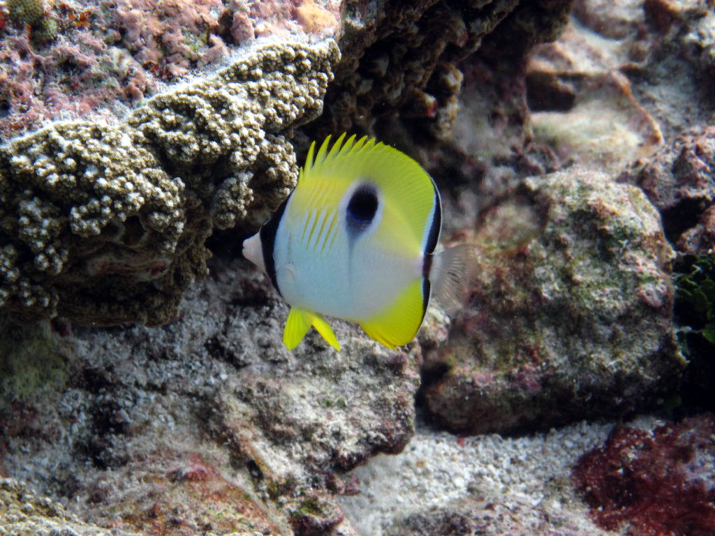 Teardrop Butterflyfish
