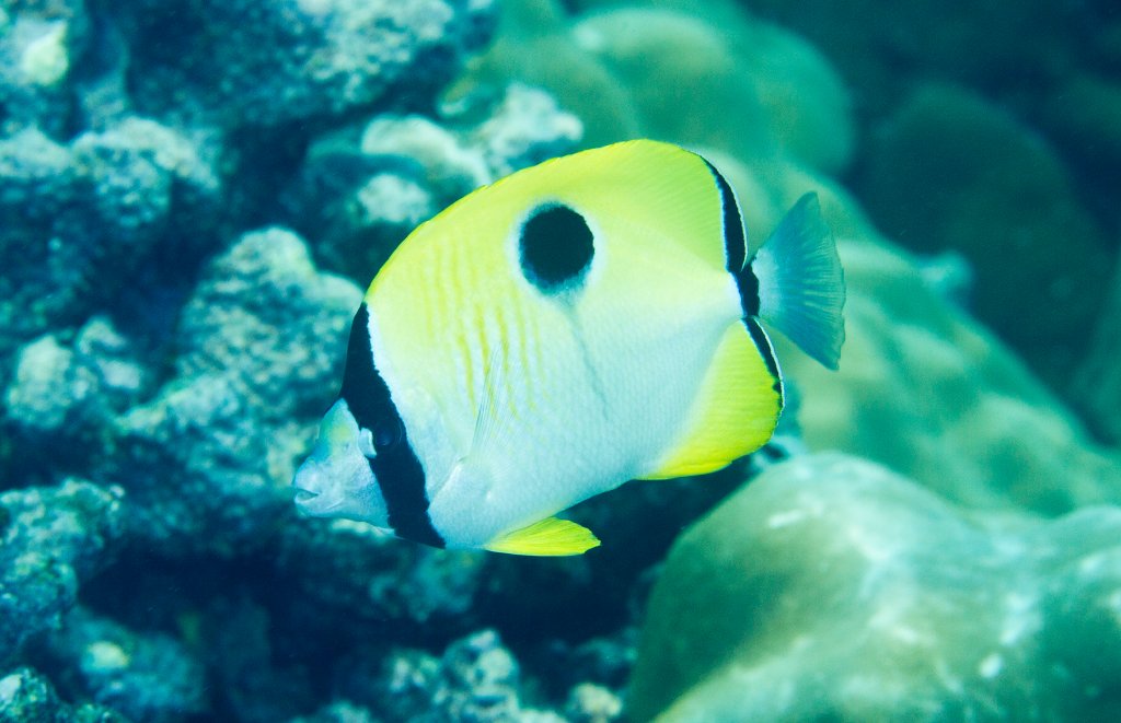 Teardrop Butterflyfish