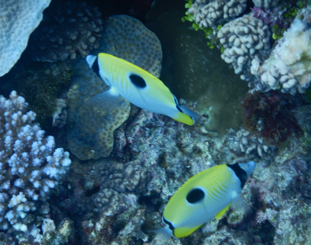 Teardrop Butterflyfish