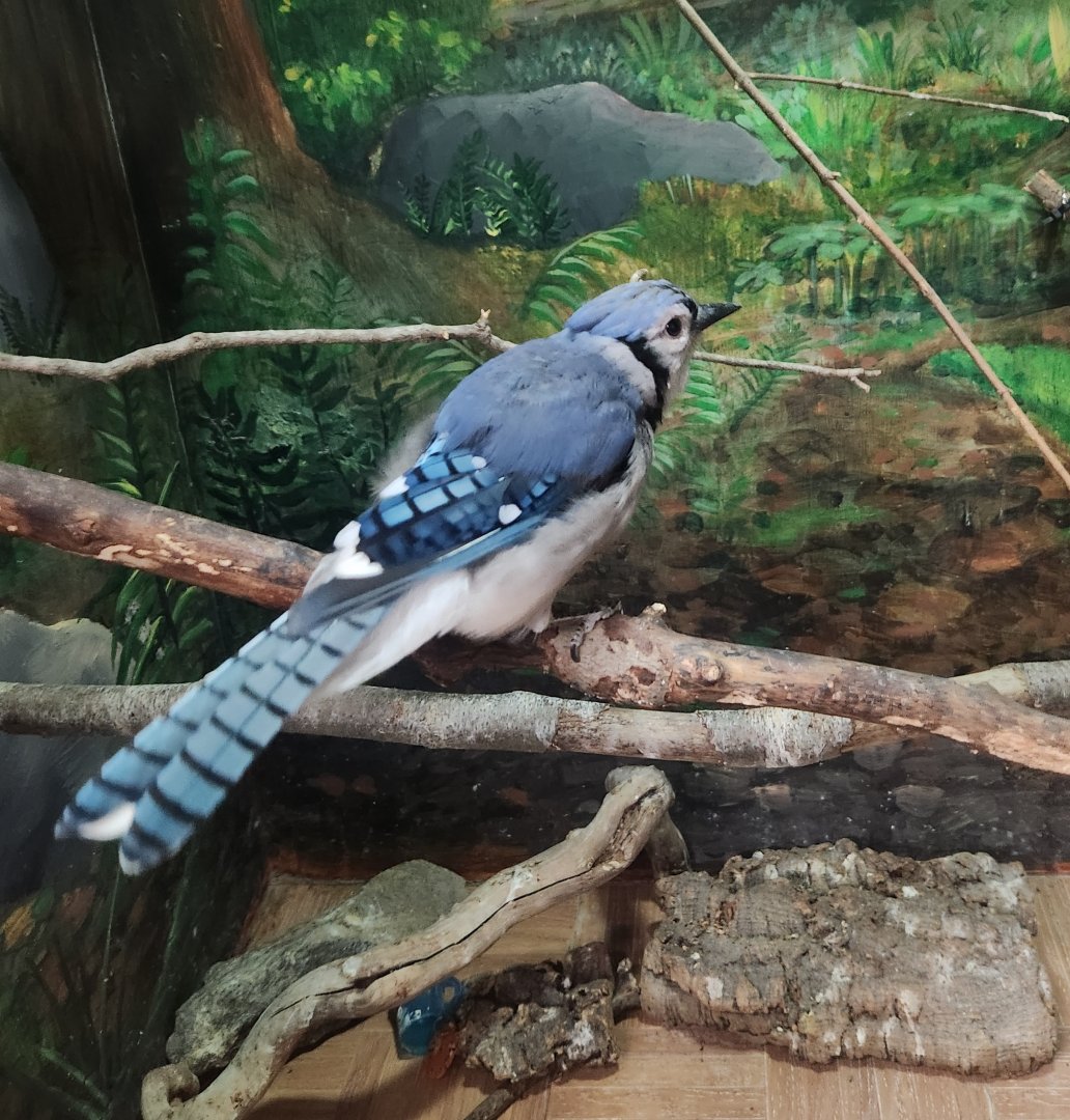Teatown Lake Reservation - Blue Jay