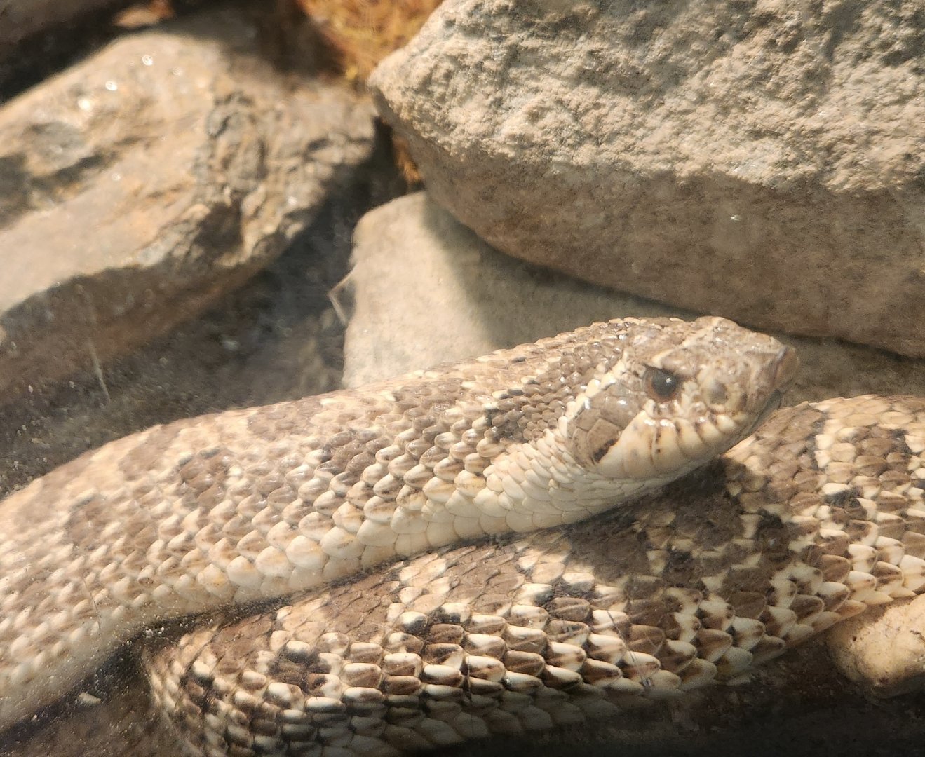 Teatown Lake Reservation - Heterodon nasicus