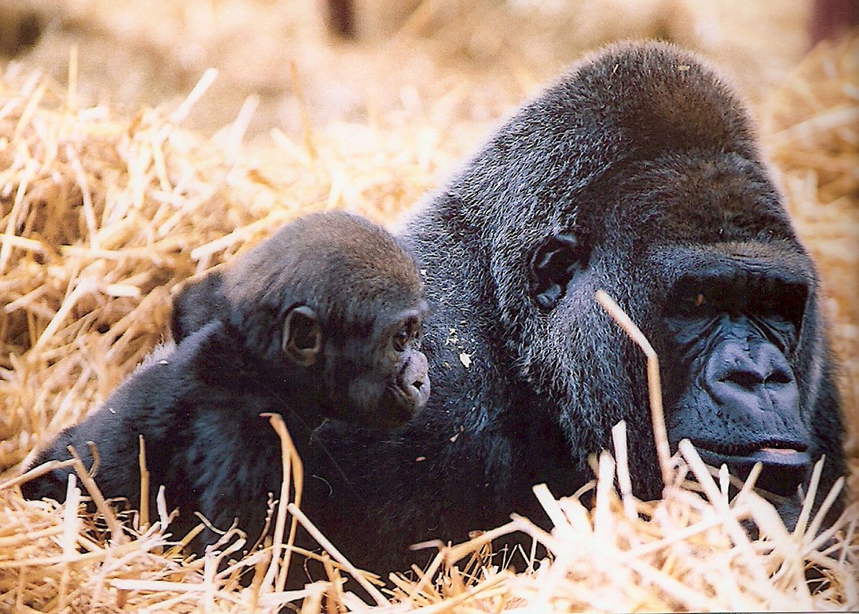 Tebe and her son Kebu the gorillas at Howletts Zoo