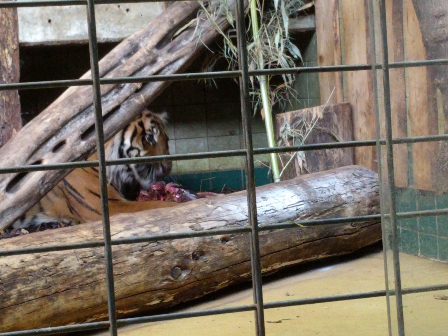 Tebo enjoys his meal