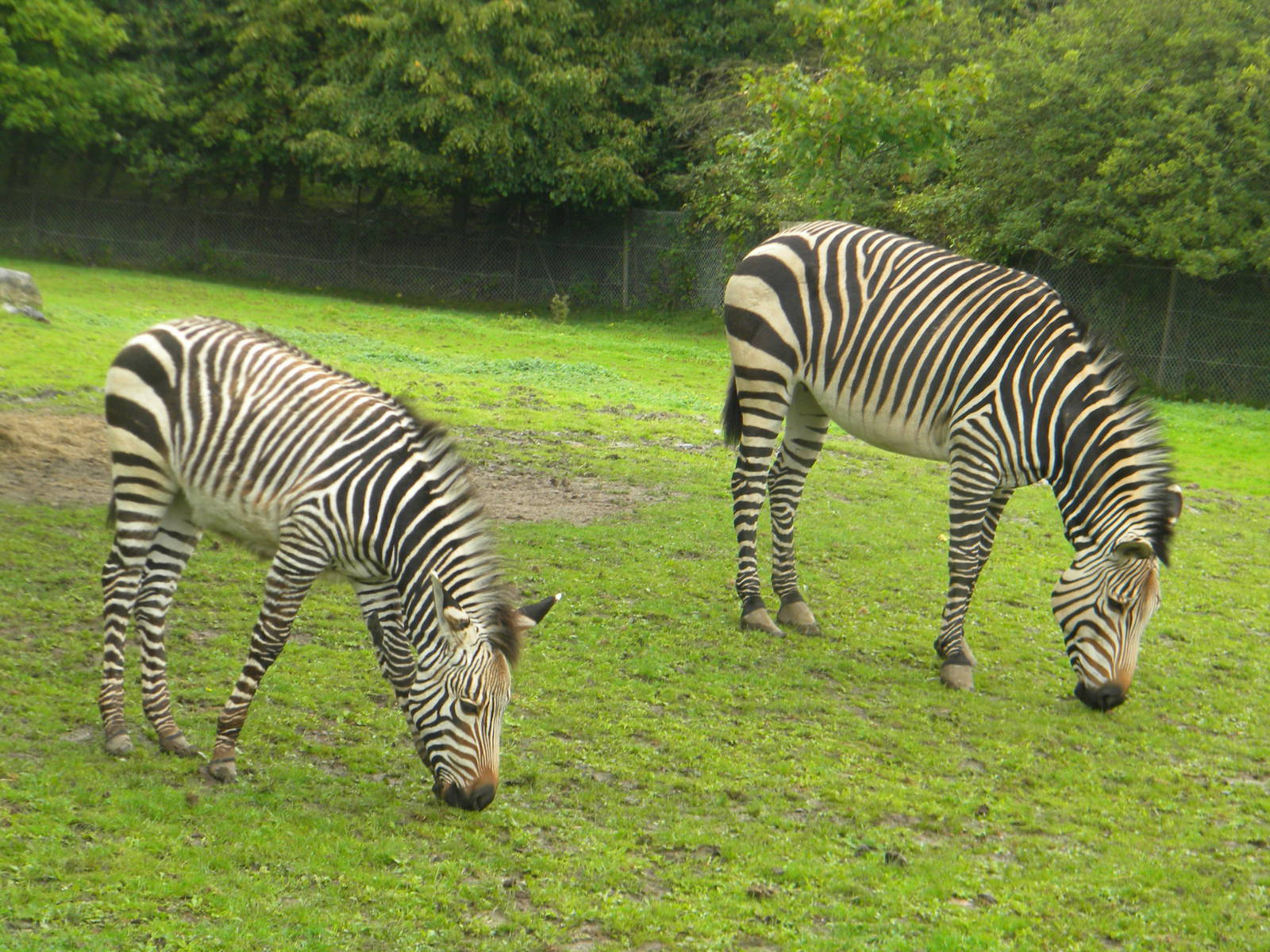 Tebogo and Helene the Hartmann's Mountain Zebra at Blackpool Zoo 07/08/11