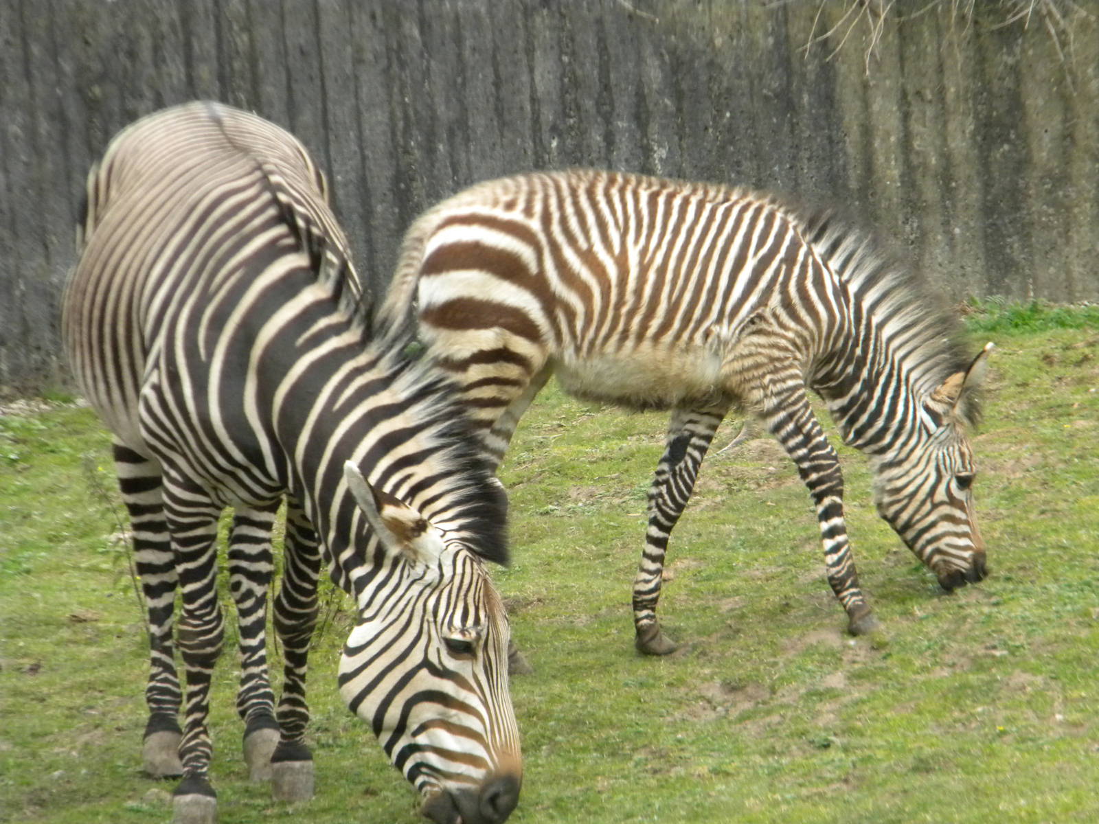 Tebogo and Helene the Hartmann's Mountain Zebra at Blackpool Zoo 12/09/11