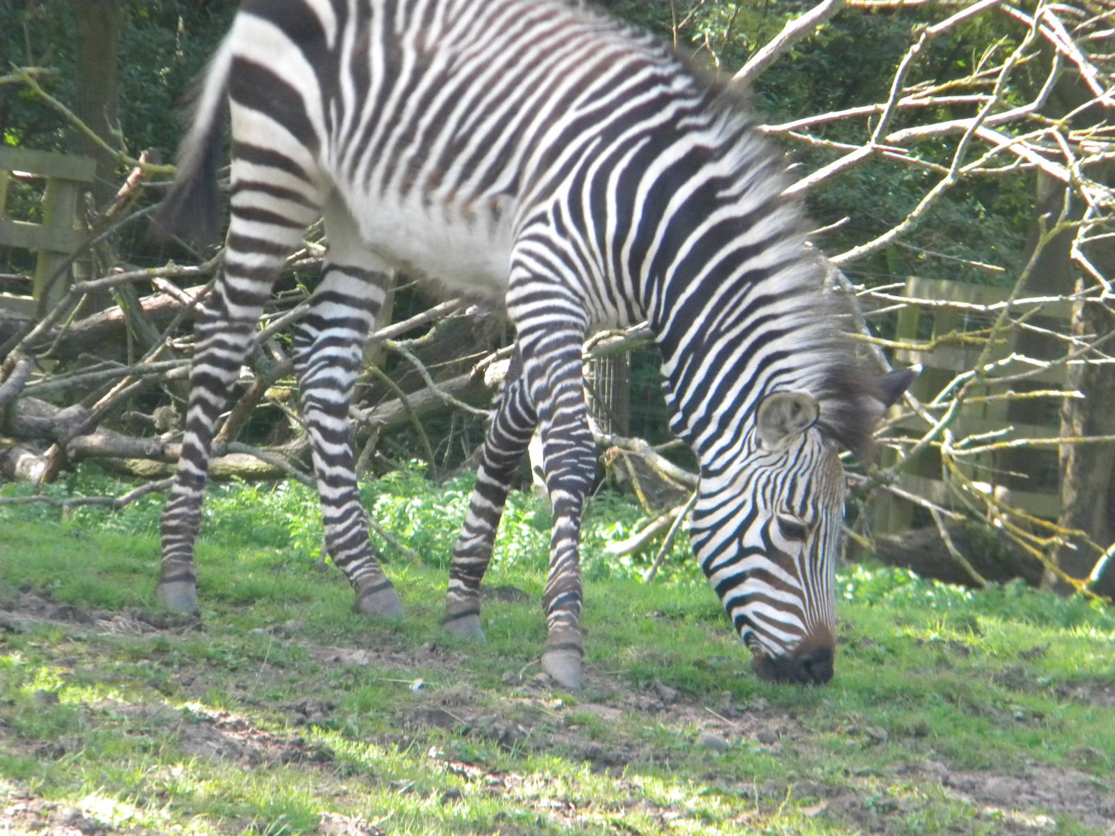 Tebogo the Hartmann's Mountain Zebra at Blackpool Zoo 05/08/11