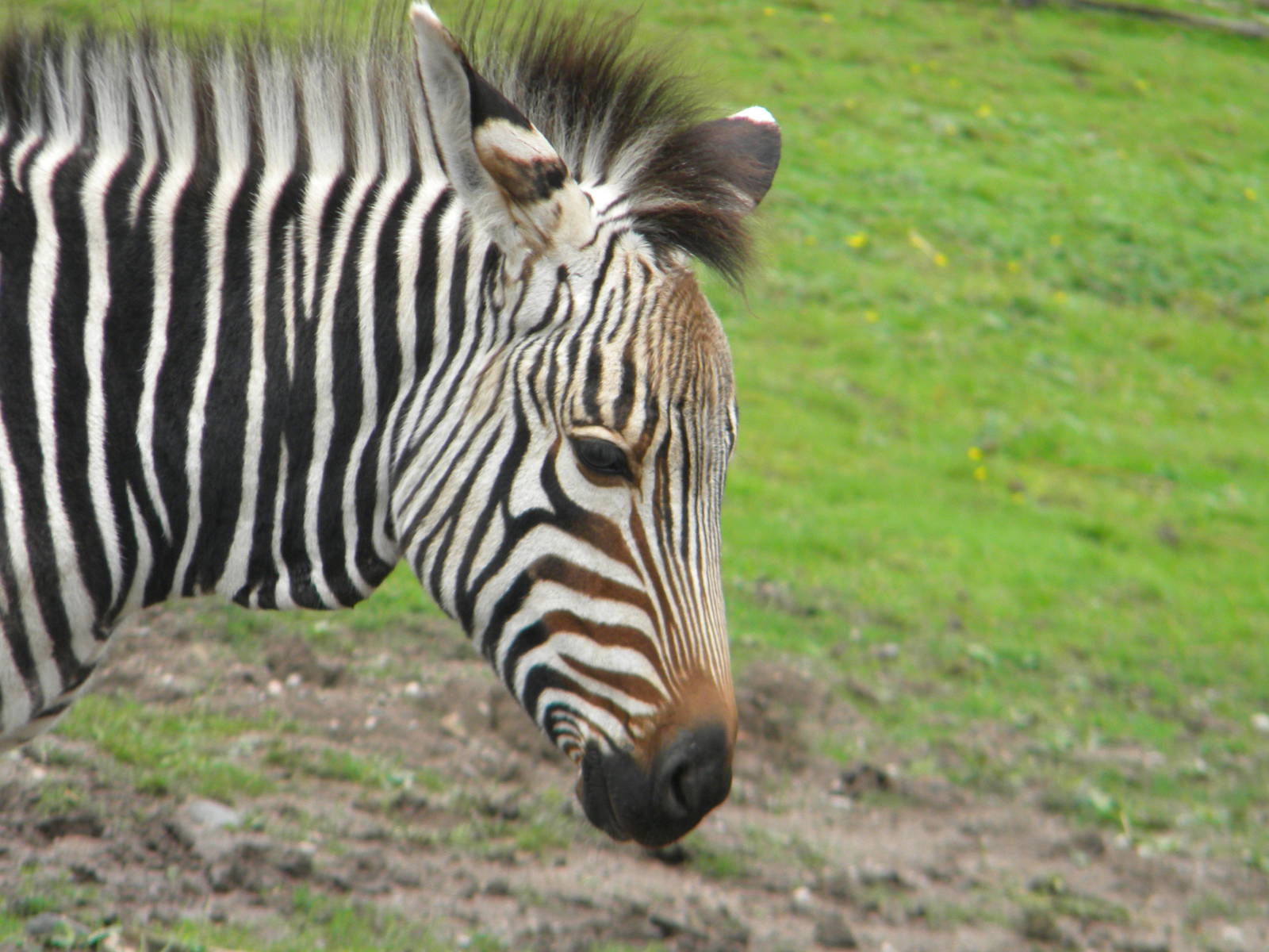 Tebogo the Hartmann's Mountain Zebra at Blackpool Zoo 07/08/11