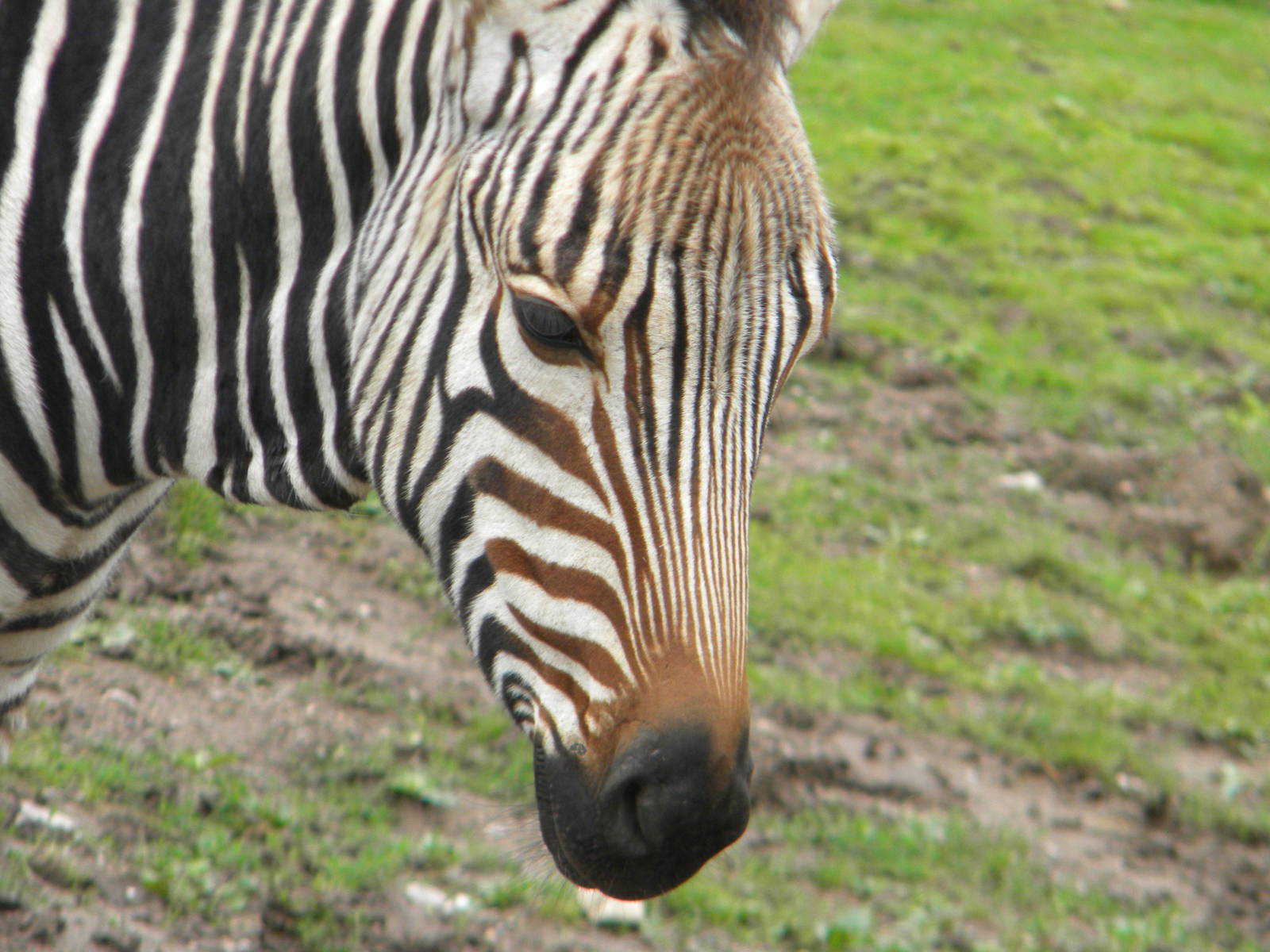 Tebogo the Hartmann's Mountain Zebra at Blackpool Zoo 07/08/11