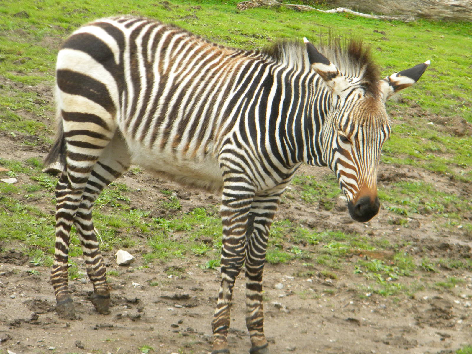 Tebogo the Hartmann's Mountain Zebra at Blackpool Zoo 07/08/11