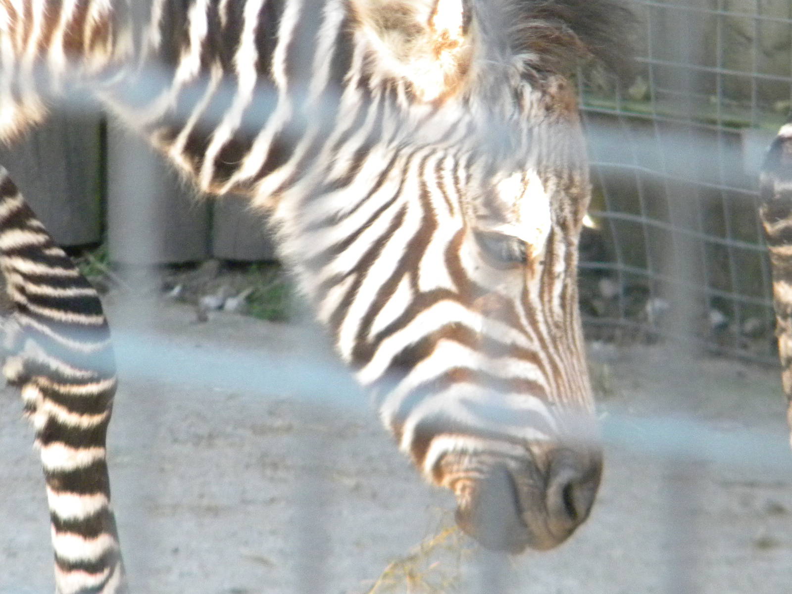 Tebogo the Hartmann's Mountain Zebra at Blackpool Zoo 10th April 2011