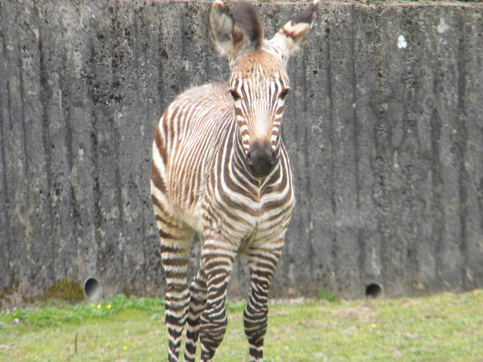 Tebogo the Hartmann's Mountain Zebra at Blackpool Zoo 12/09/11