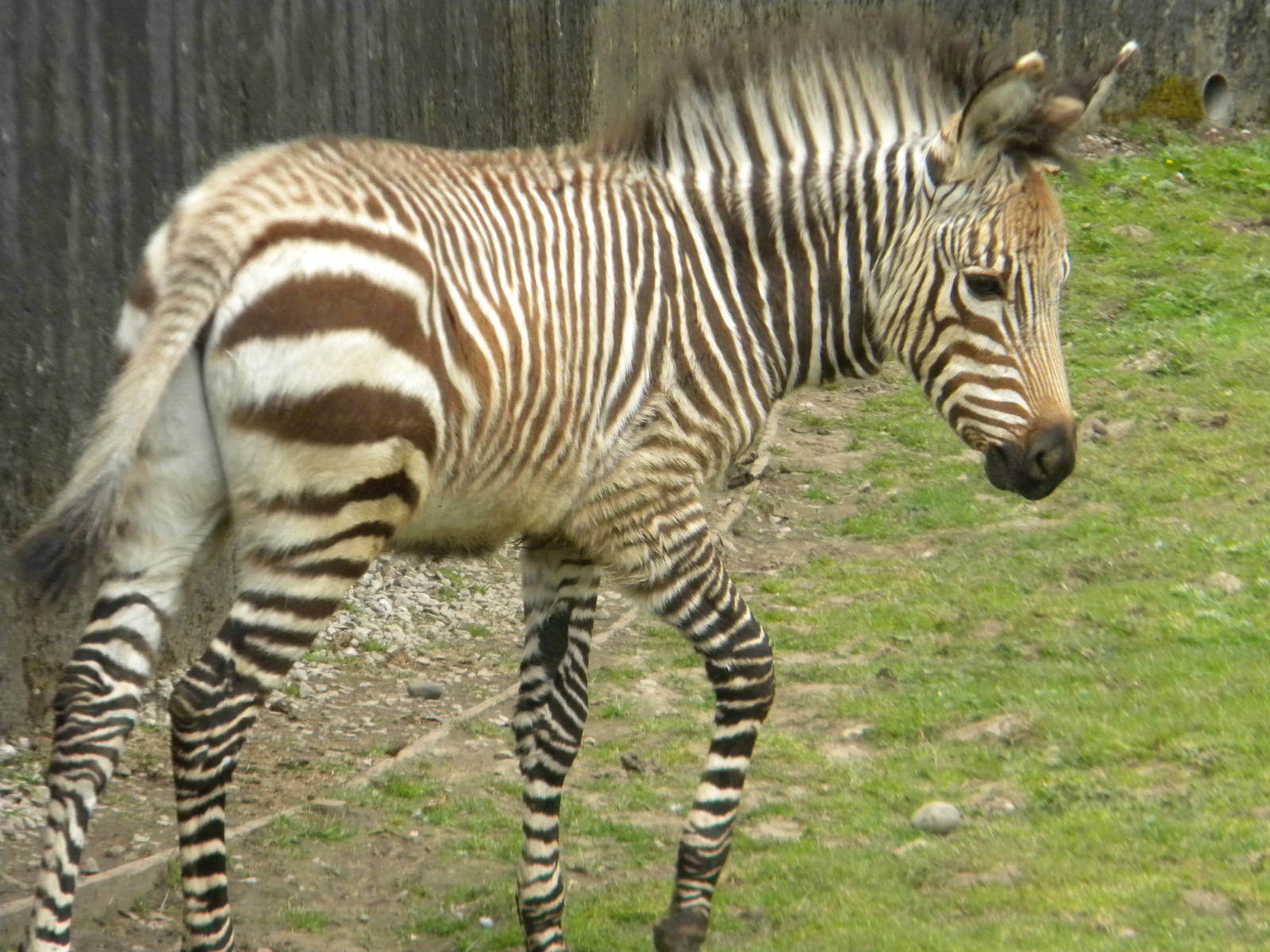 Tebogo the Hartmann's Mountain Zebra at Blackpool Zoo 12/09/11