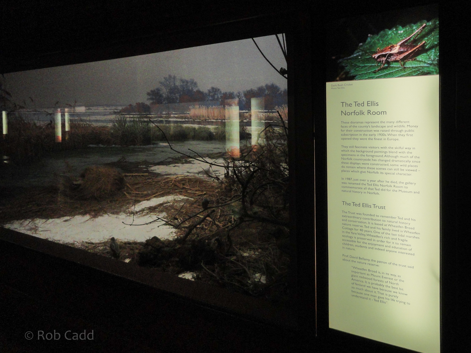 Ted Ellis Room : Norwich Castle Museum : 26 Mar 2016