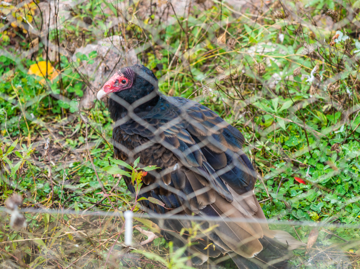 Ted the Turkey Vulture