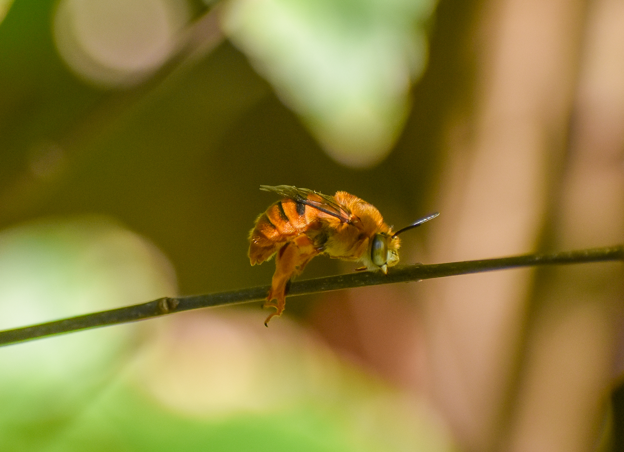 Teddy Bear Bee, Amegilla bombiformis
