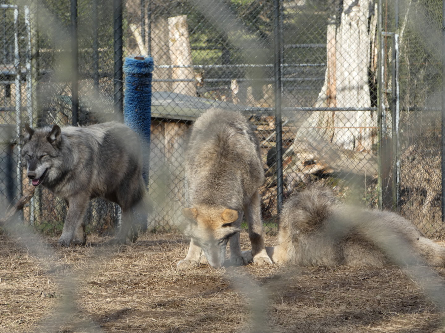 Teenagers (Grey wolf)