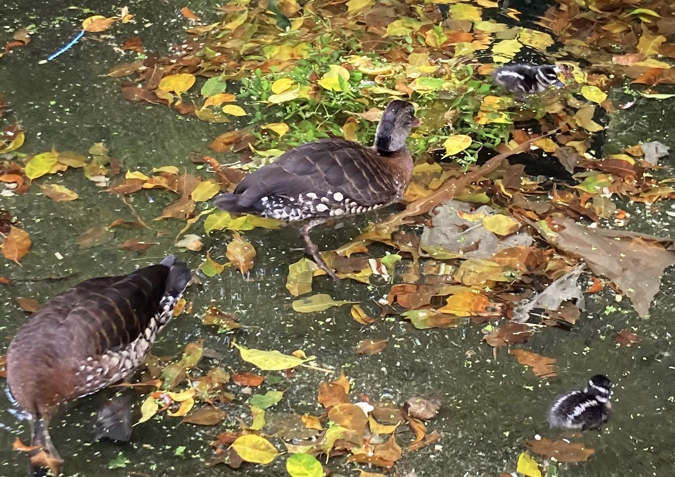 Teeny Lil Spotted Whistling Ducklings (8/8/24)