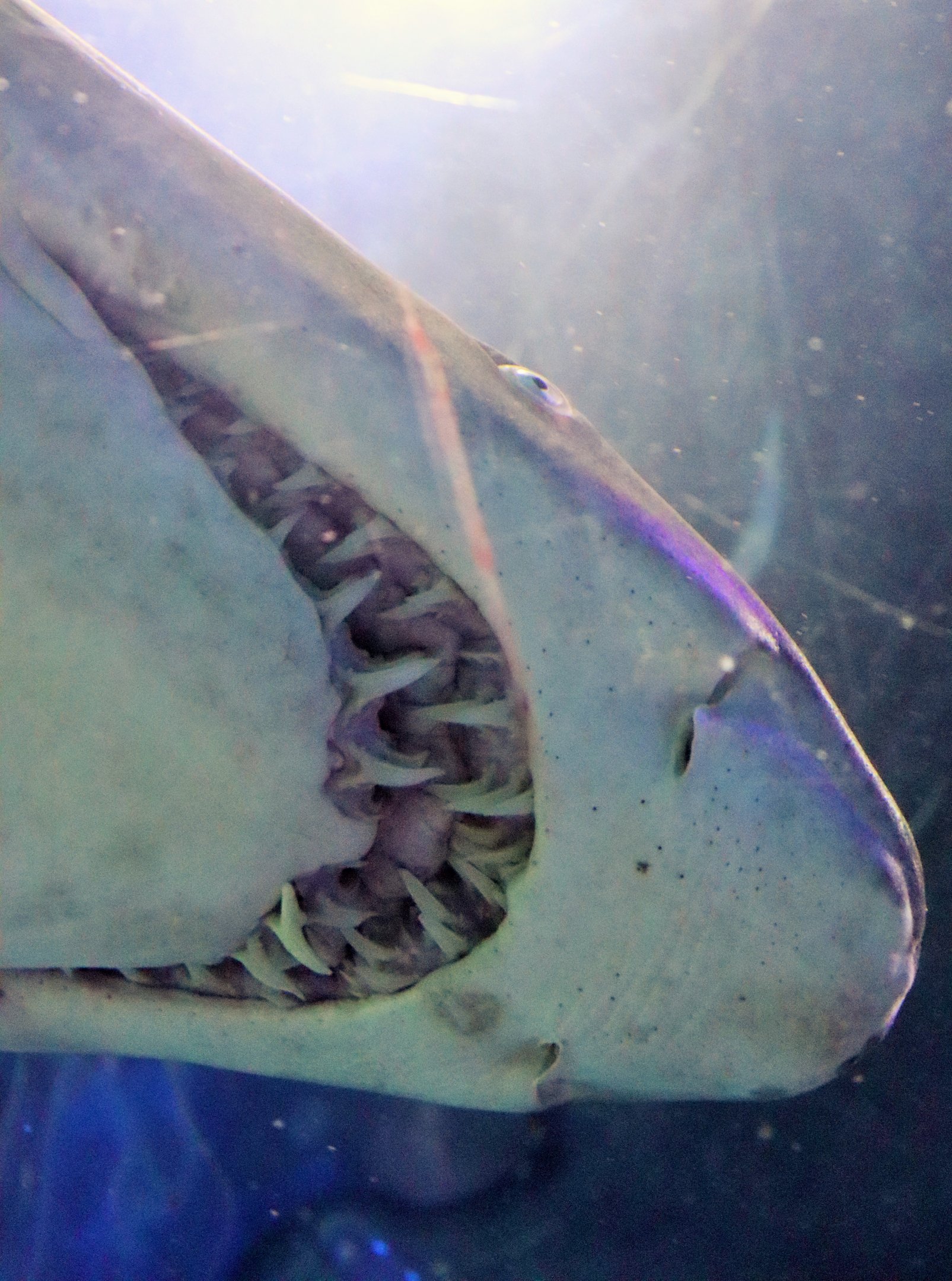 Teeth of Grey Nurse Shark (Carcharias taurus)
