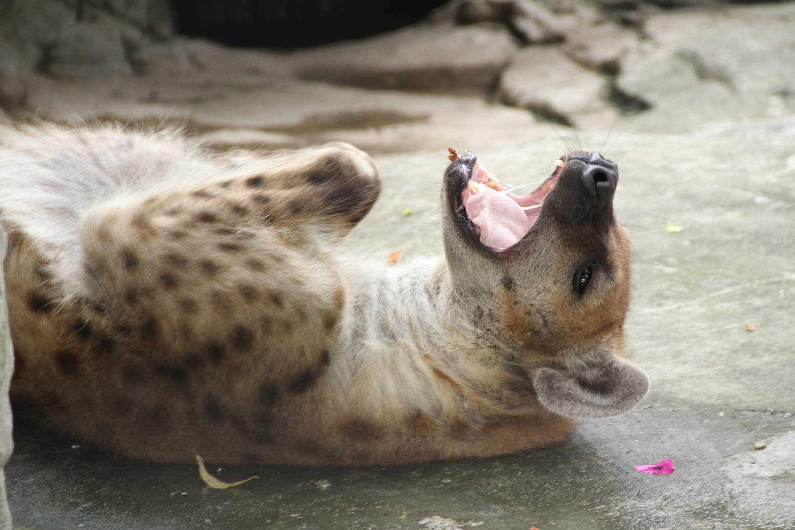 Teethless (?) Spotted Hyena (Crocuta crocuta)