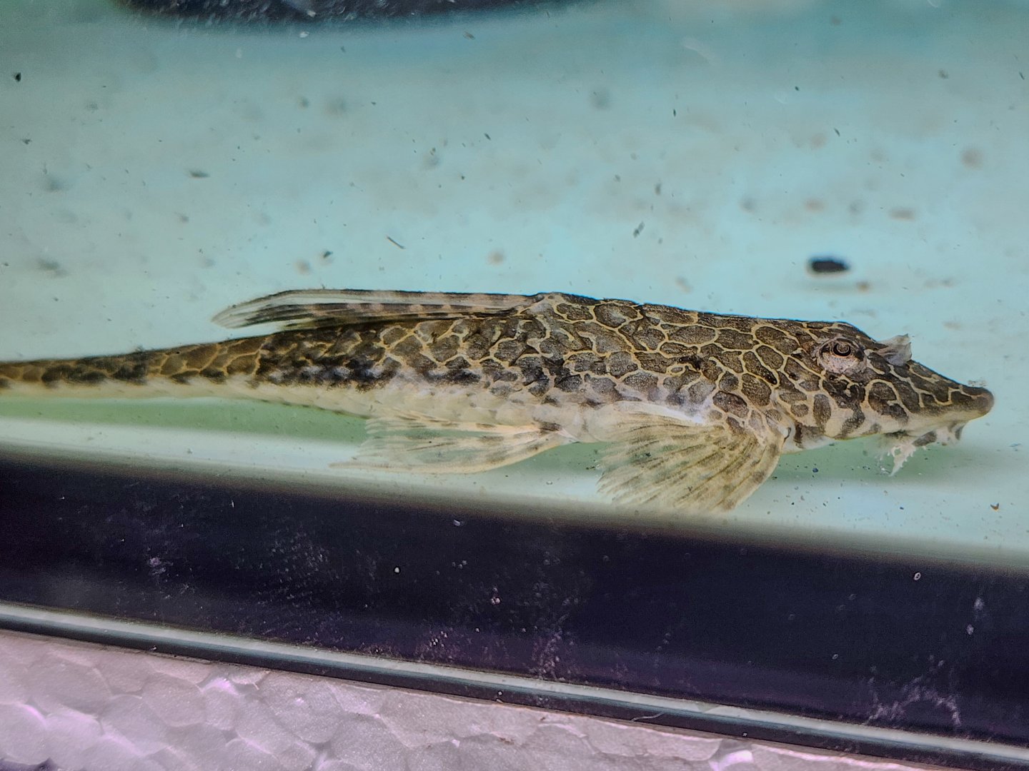 Tefé Honeycomb Whiptail (Rineloricaria teffeana)