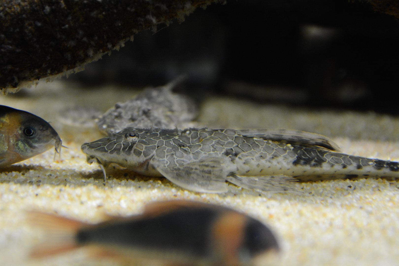 Teffeana's whiptail catfish (Rineloricaria teffeana)