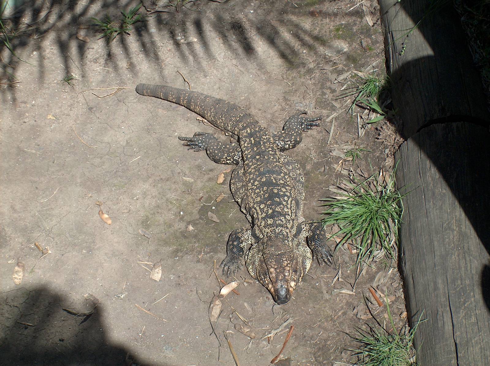 tegu buenos aires zoo 2007