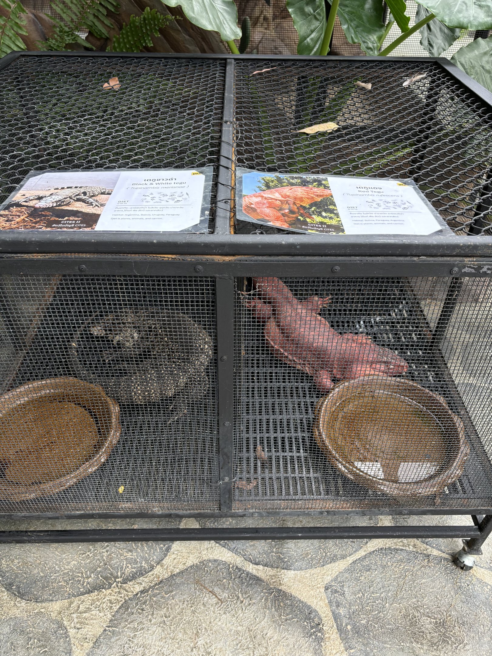 Tegu Cages - Lanna Mini Zoo