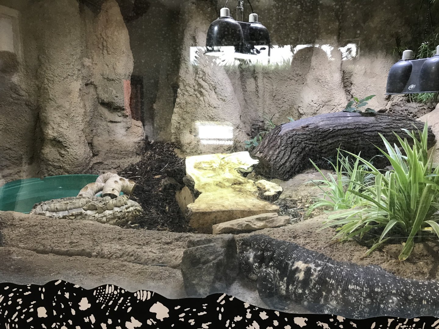 Tegu enclosure in pygmy hippo house