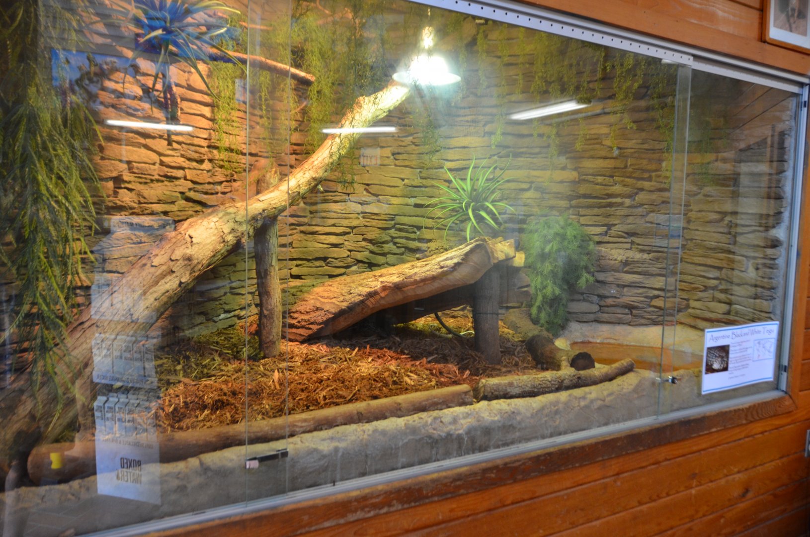 Tegu Exhibit
