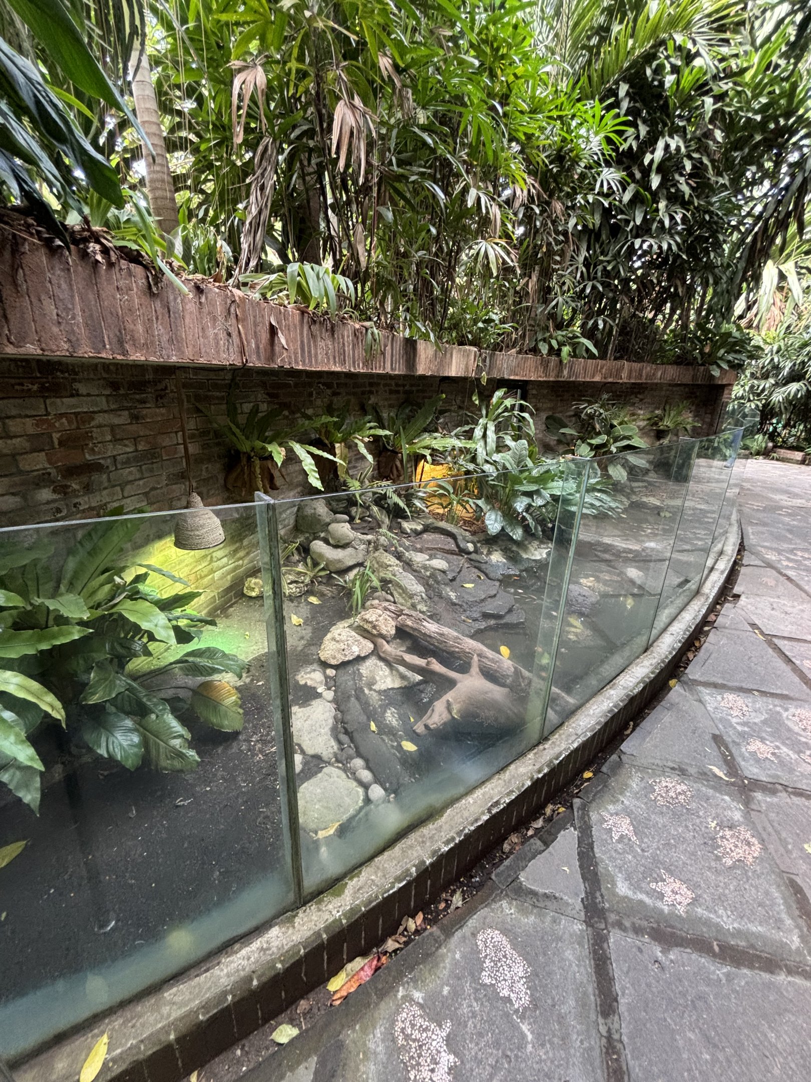 Tegu Exhibits (Red + Black-and-White)