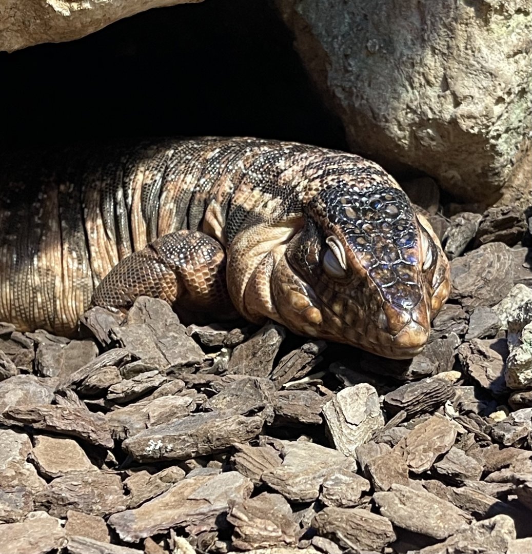Tegu ID? ~ Mediterraneo marine park