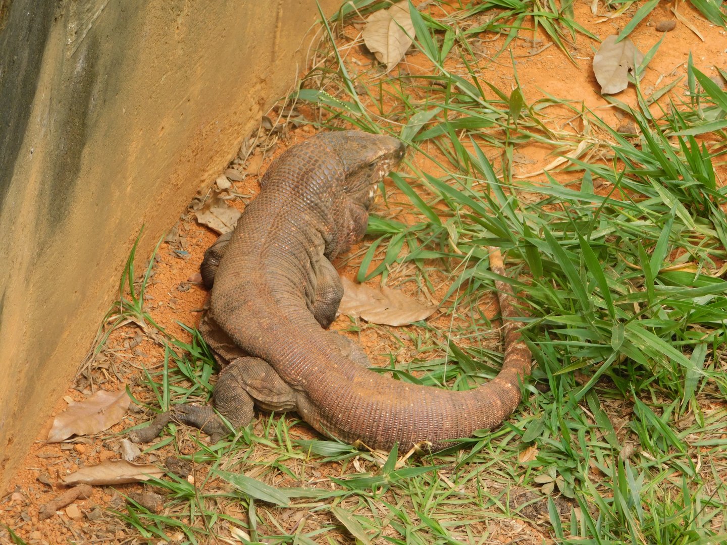 Tegu lizard, Brasilia zoo