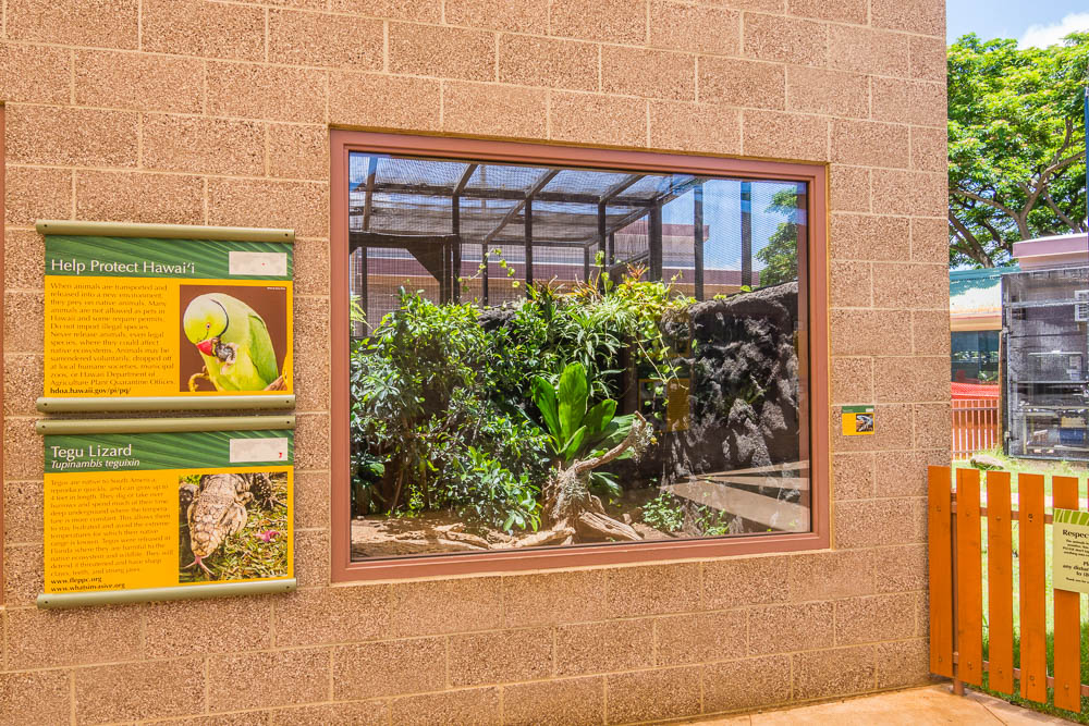 Tegu lizard exhibit