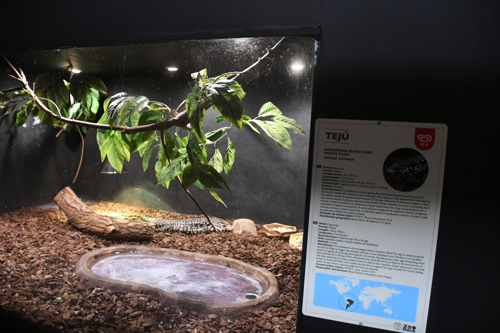 Tegu tank (Reptile House)