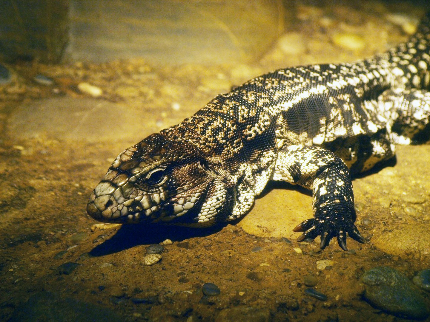 Tegu