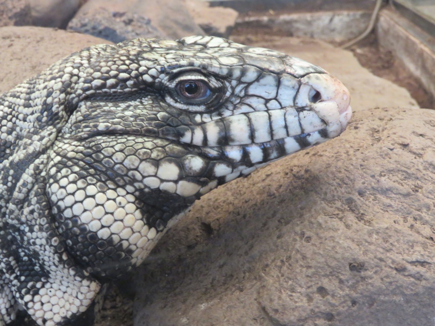Tegu