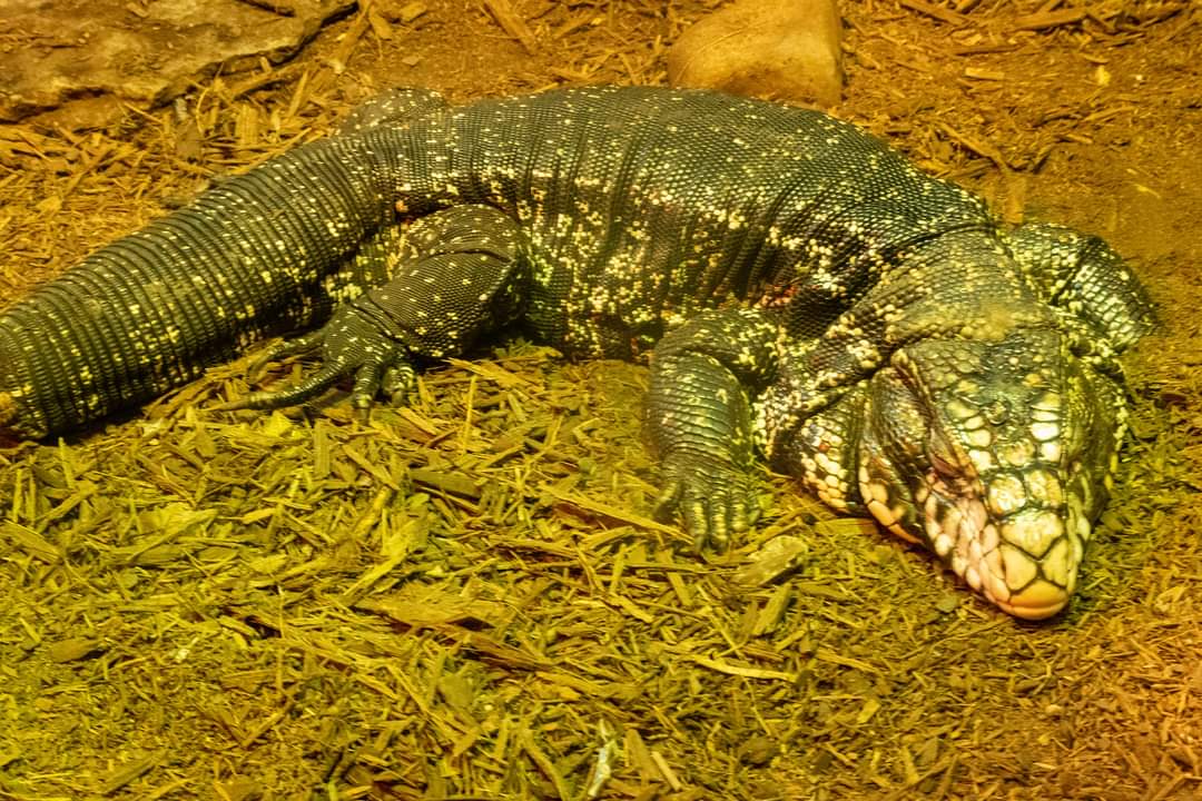 Tegu