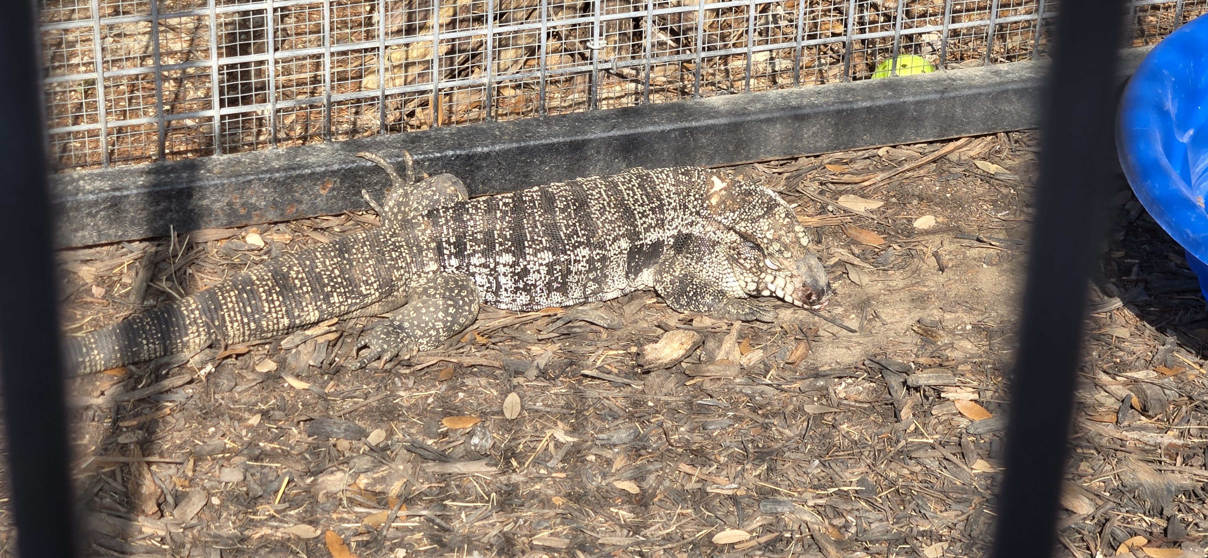 Tegu