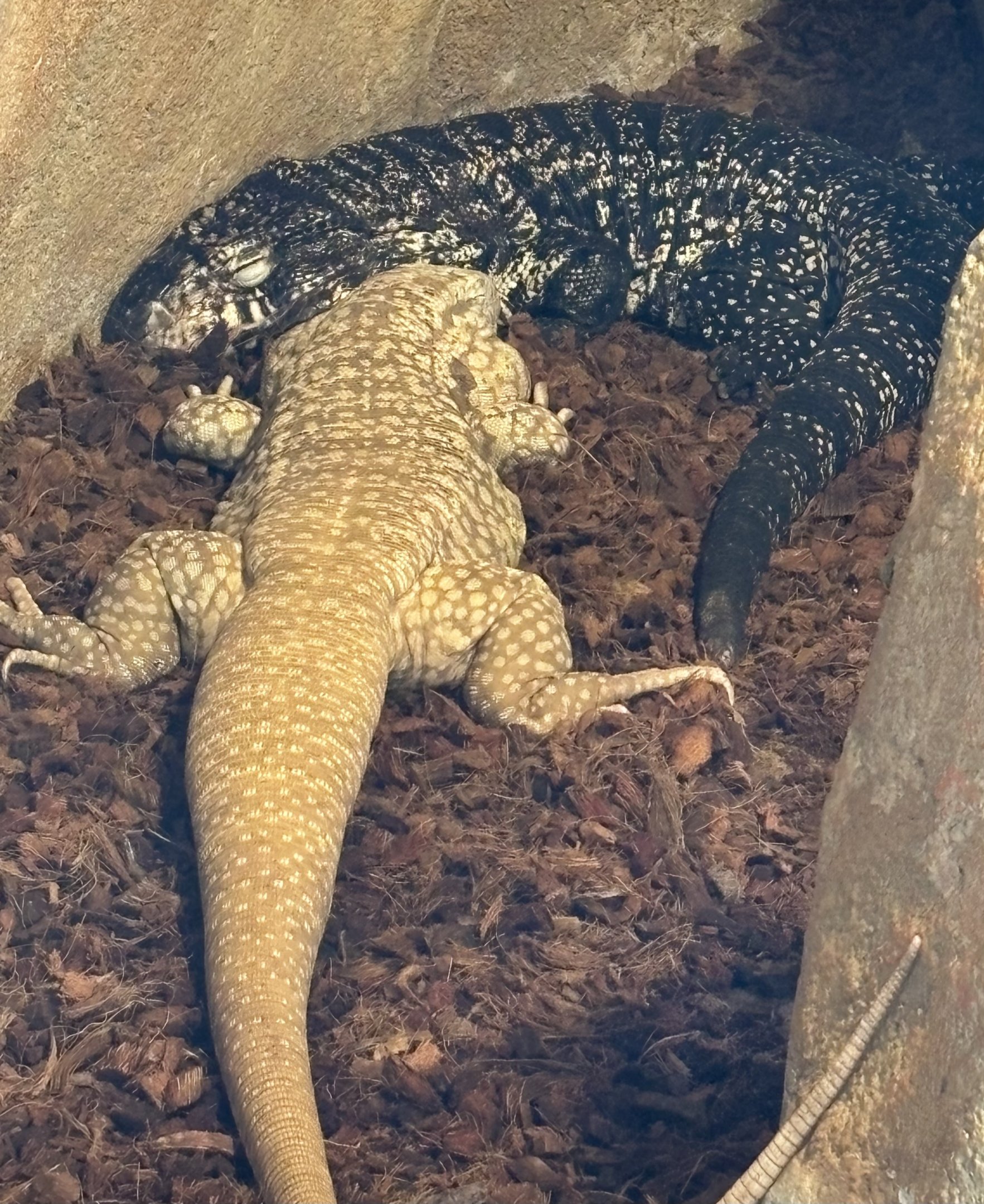 Tegus (including an albino)