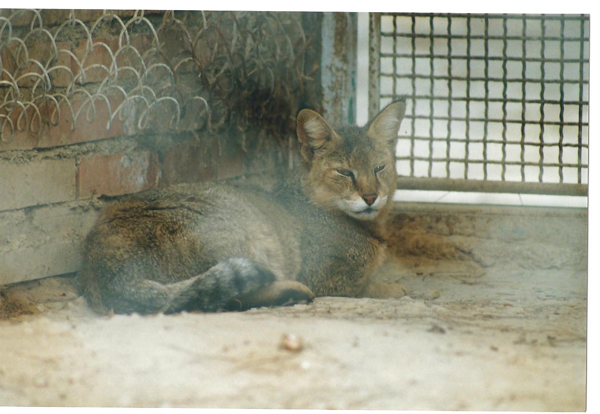 (tehran zoo)1992