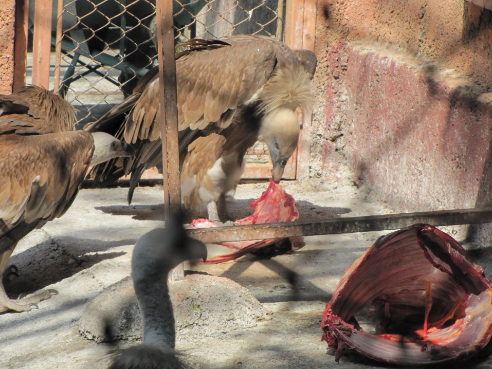 (tehran zoo)griffon vulture