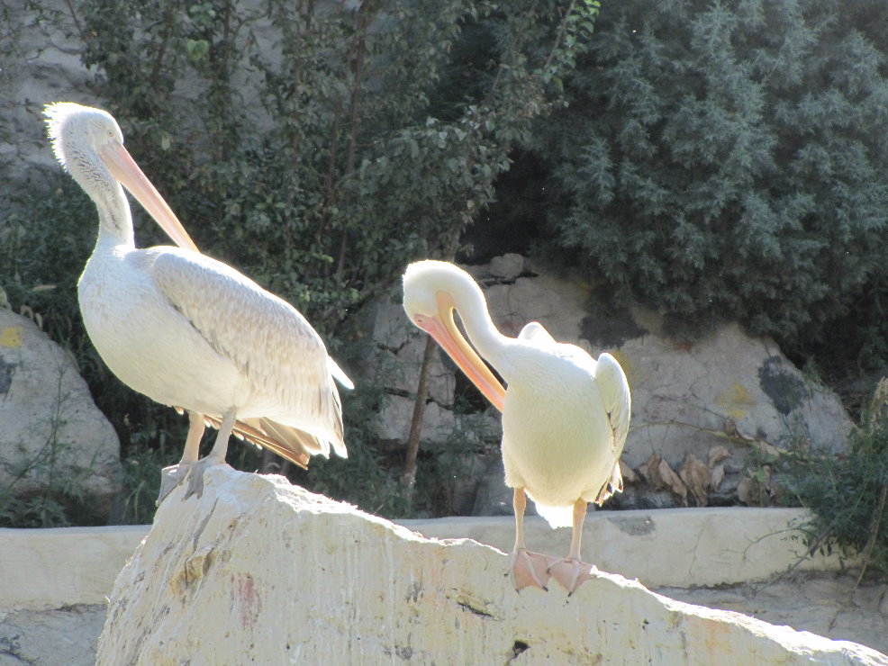 (tehran zoo)pelicans