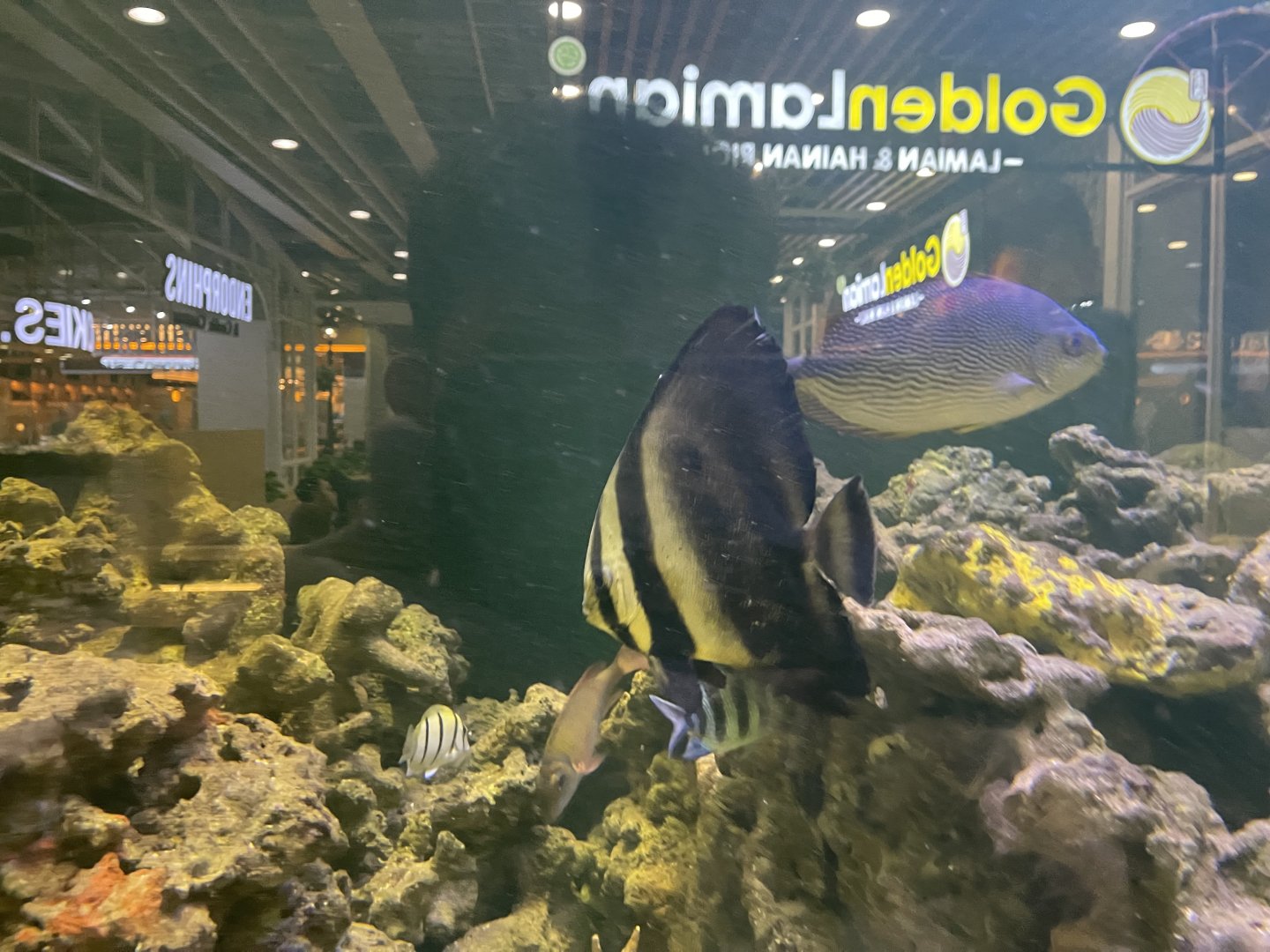 teira batfish (platax teira)