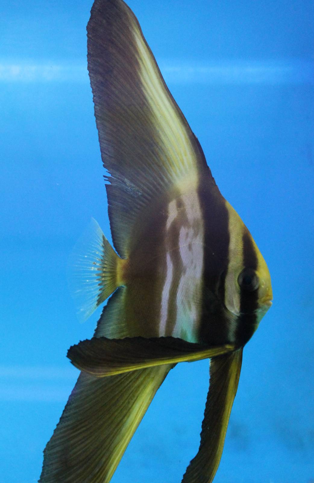 Teira batfish