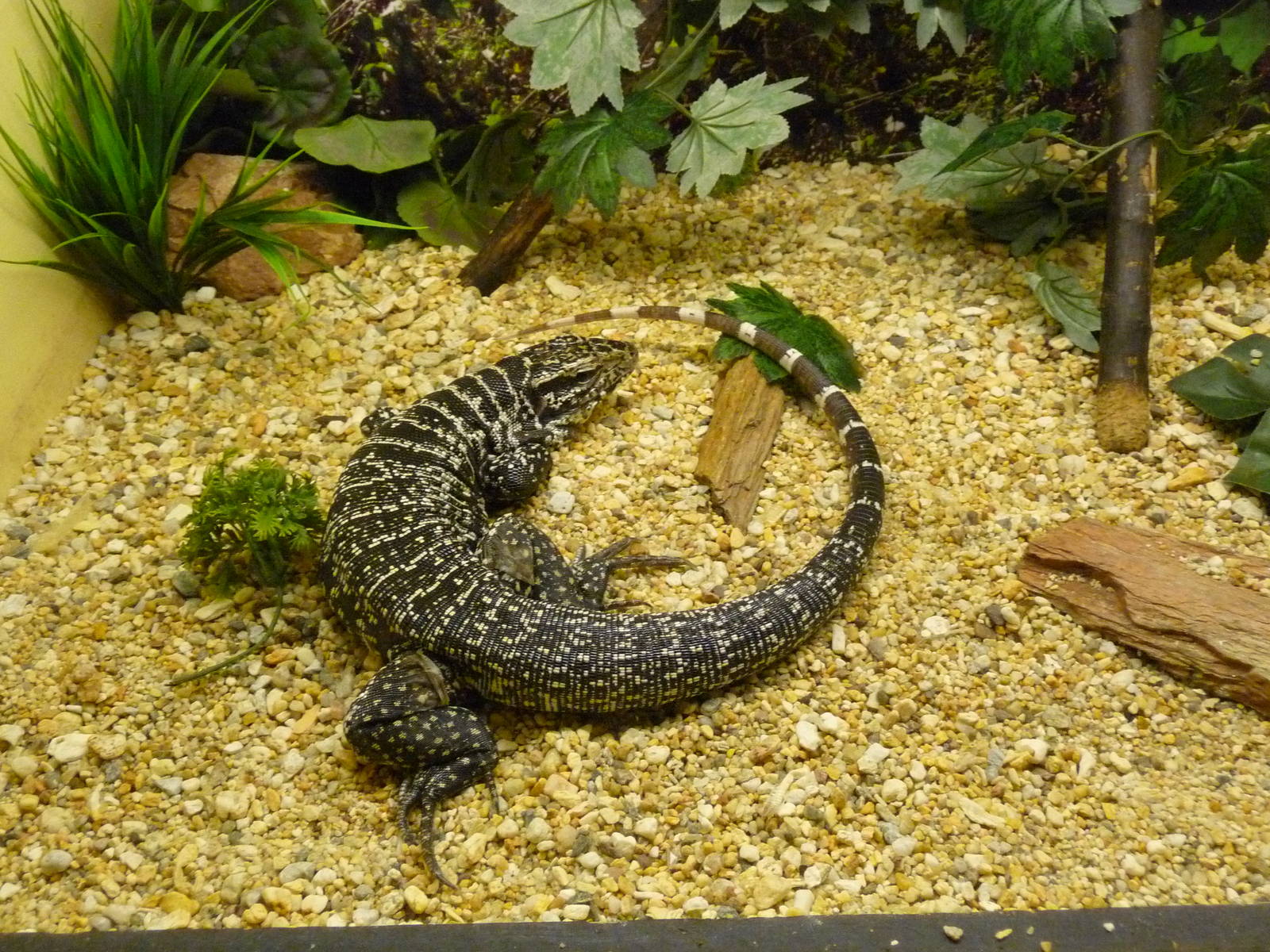 teju or tegu chapultepec zoo