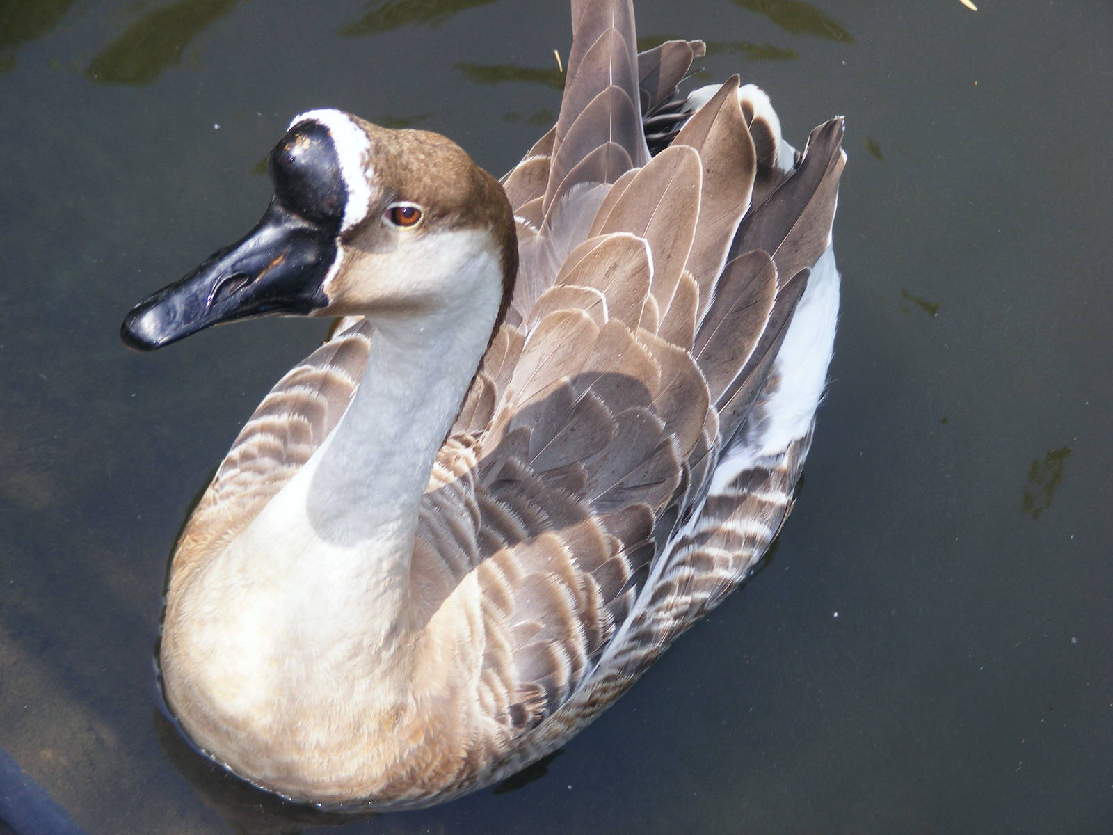 Tel Aviv bird park Zapari 24.8.10