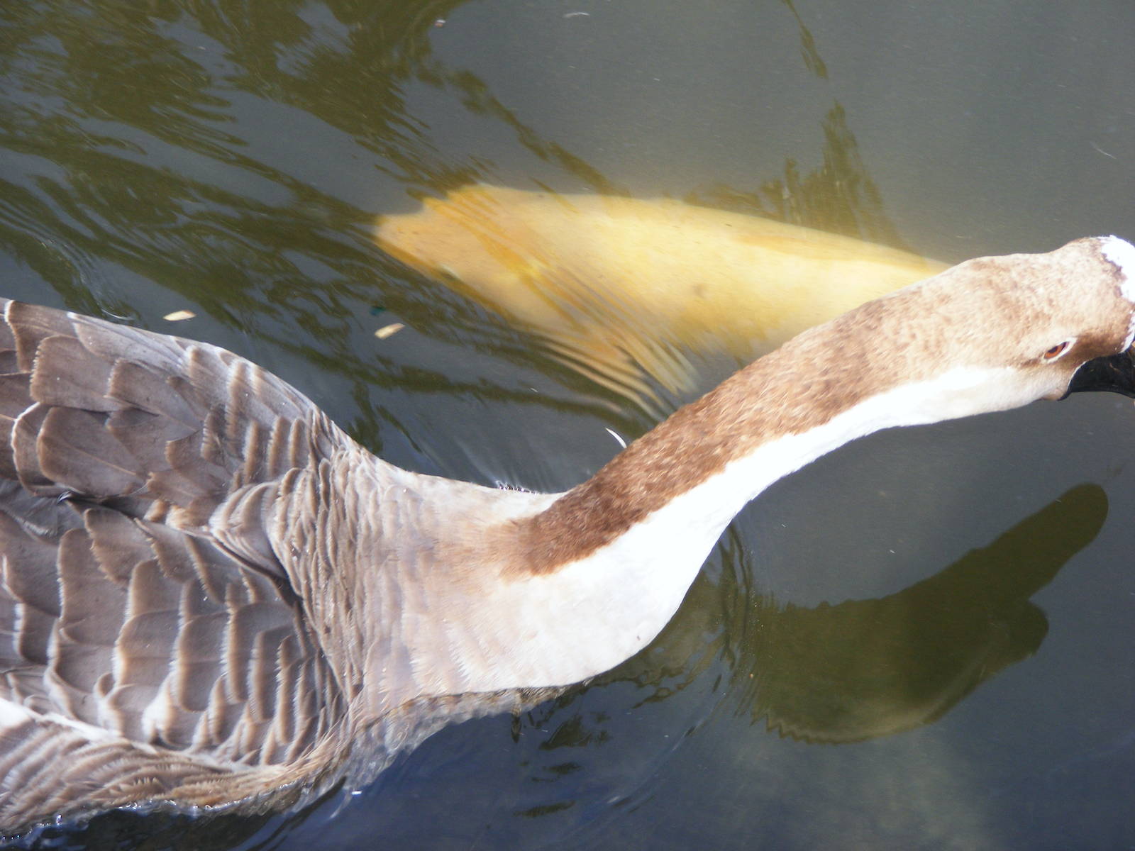Tel Aviv bird park Zapari 24.8.10